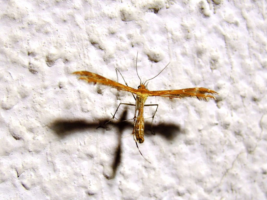 Oxyptilus cf. pilosellae (Pterophoridae)